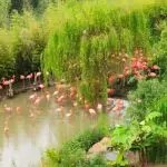 Au zoo de Beauval, des flamants roses